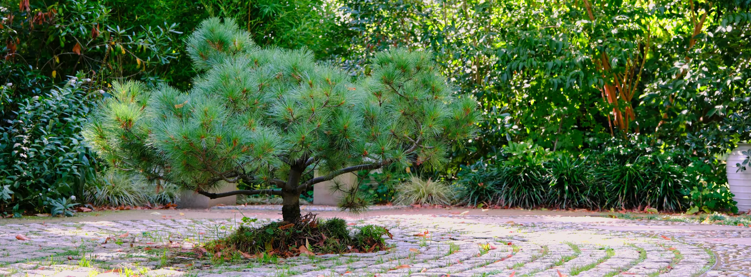 Small pine tree.