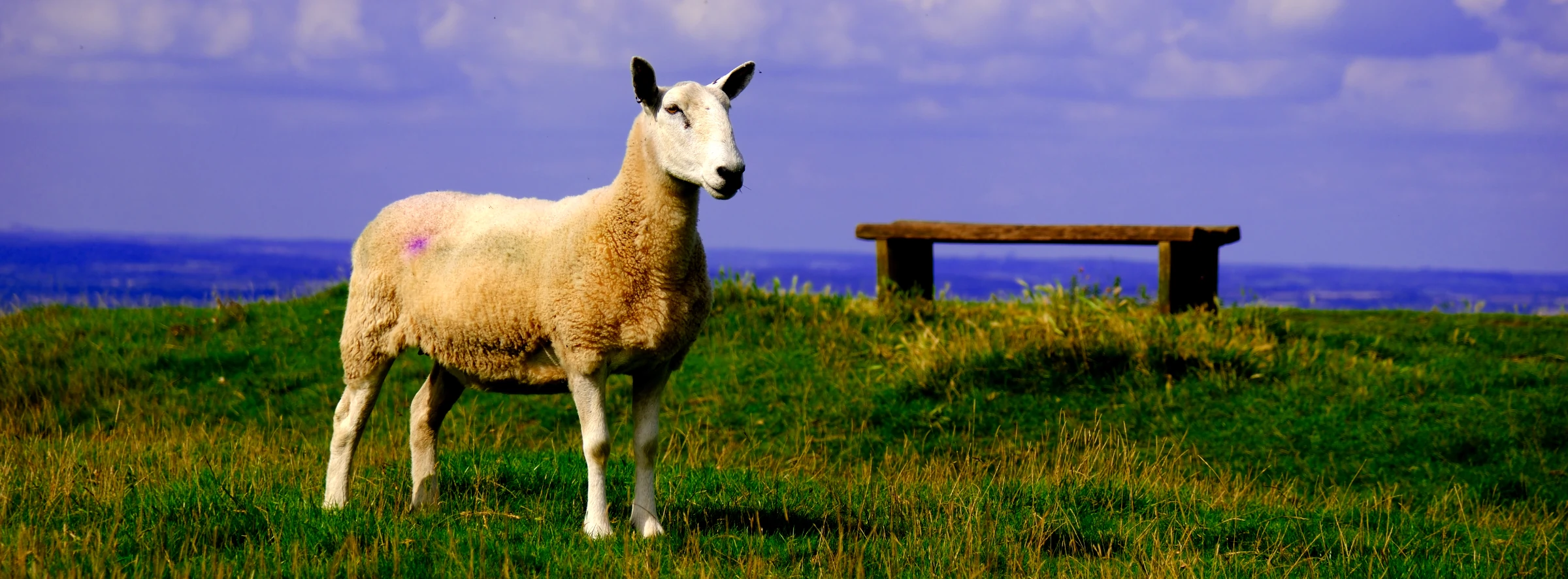 Sheep standing on grass in front of a bench.